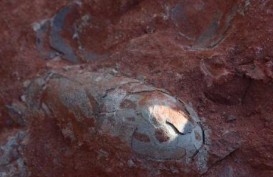 Pekerja Kontruksi Temukan 30 Telur Dinosaurus Berusia 130 Juta Tahun