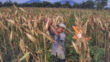 Desember 2017, Daya Beli Petani Turun Tipis