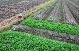 Program Transmigrasi Nasiona Prioritaskan Pembangunan 20 Kota Terpadu