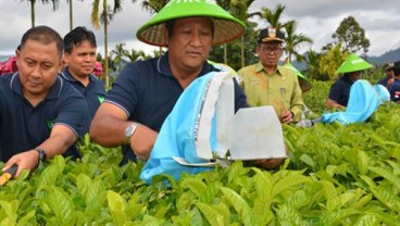 Produksi Teh Mitra Kerinci Capai 3.900 ton pada 2017