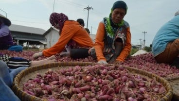 Panen Raya Bikin Harga Bawang Jateng Anjlok