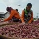 Panen Raya Bikin Harga Bawang Jateng Anjlok