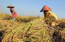 Padi Lahan Bebatuan di Gunungkidul Hasilkan 4,8 Ton/Hektare