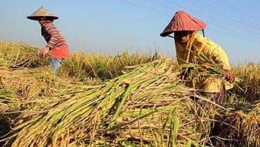 Padi Lahan Bebatuan di Gunungkidul Hasilkan 4,8 Ton/Hektare