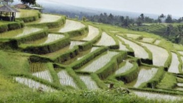 Luas Sawah di Flores Timur Bertambah 4 Kali Lipat. Ini Penyebabnya