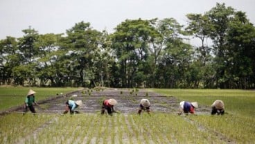 Petani Cilacap Diminta Adopsi Pola Tanam Jajar Legowo