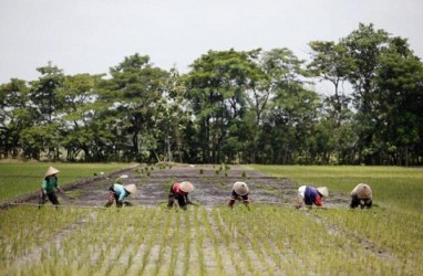 Petani Cilacap Diminta Adopsi Pola Tanam Jajar Legowo