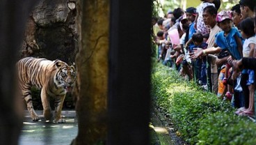 Tahun Ini, Pemkot Surabaya Lanjutkan Revitalisasi KBS