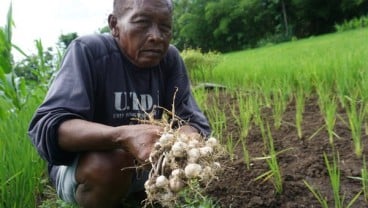 Petani Bawang Putih Gunung Kidul Perlu Disokong Rekayasa