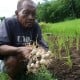 Petani Bawang Putih Gunung Kidul Perlu Disokong Rekayasa