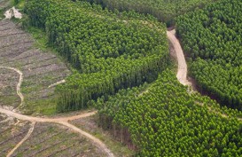 FUNGSI EKOSISTEM GAMBUT: 518.418 Ha Hutan Industri Akan Dikonversi Jadi Hutan Alam