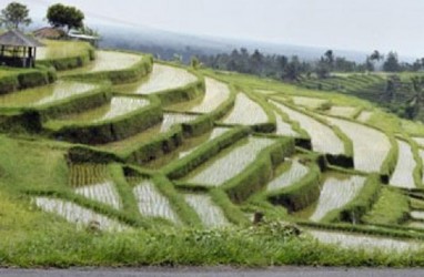 Kementerian PUPR Bakal Bangun Irigasi Hingga Sawah Petani