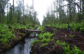 KONVERSI LAHAN GAMBUT  : Produksi Hutan Tanaman Industri Bisa Turun