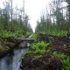 KONVERSI LAHAN GAMBUT  : Produksi Hutan Tanaman Industri Bisa Turun
