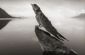 Danau Natron, Tempat Mematikan bagi Para Makhluk Hidup