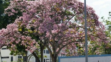 Bunga Sakura di Kebun Raya Cibodas Mekar