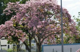 Bunga Sakura di Kebun Raya Cibodas Mekar