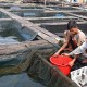 Produksi Ikan Kerapu 2017 Melompat
