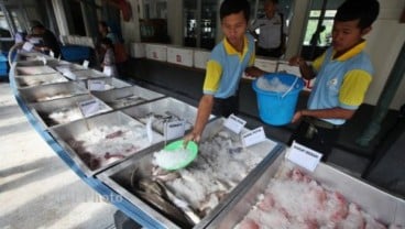 PELARANGAN CANTRANG: Produsen Surimi di Jateng Gulung Tikar