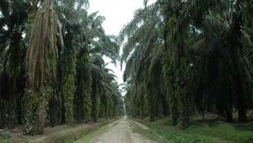 PEREMAJAAN KELAPA SAWIT : Produktivitas Diyakini Terpacu