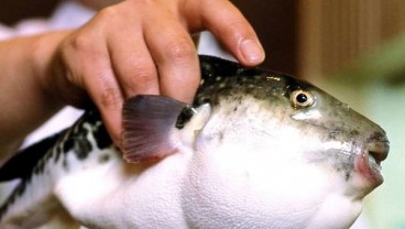 Ikan Fugu Gemparkan Kota Kecil di Jepang