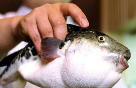 Ikan Fugu Gemparkan Kota Kecil di Jepang