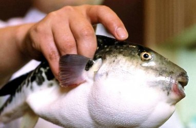 Ikan Fugu Gemparkan Kota Kecil di Jepang