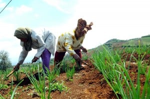 Temanggung Gelar Program Perluasan Pertanaman Bawang Putih