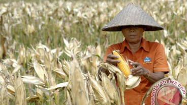 Pemerintah Siap Serap Jagung Gorontalo Bila Harga di Bawah Rp3.000/Kilogram