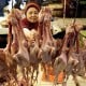 Gangguan Cuaca Sebabkan Penurunan Produksi Ayam