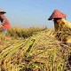 Pemkab Malang Minta Beras Impor Tidak Beredar di Daerah Surplus