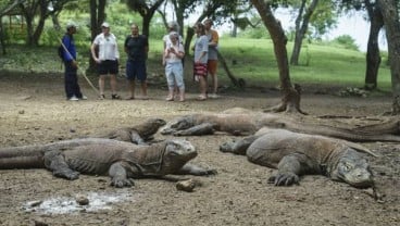 Wisata Komodo Jadi Penghasil Devisa Kementerian Lingkungan Hidup