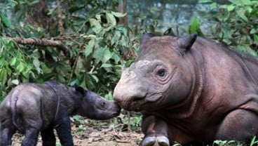 Peduli Badak Lewat Karya Seni