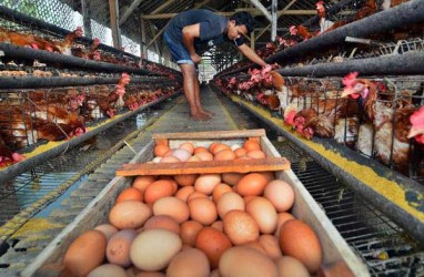 Telur & Ayam, Harga Bakal Diatur Atas Bawah 10%