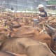 Populasi Merosot, Unud Dorong Produktivitas Sapi Bali