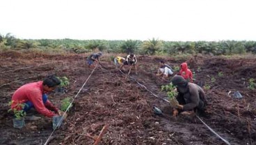 Petani Binaan Sinar Mas Membudidaya Tanaman Kelor