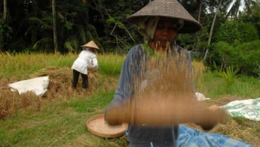 Petani di Madiun Keberatan Kebijakan Impor Beras