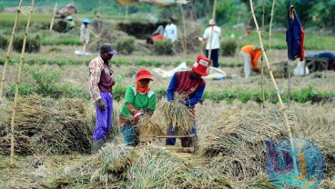 Jawa Barat Panen Raya, Harga Gabah Naik