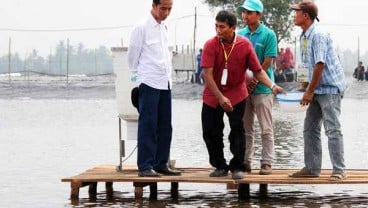 Gara-gara Penyakit, Produksi Udang 2017 Jatuh