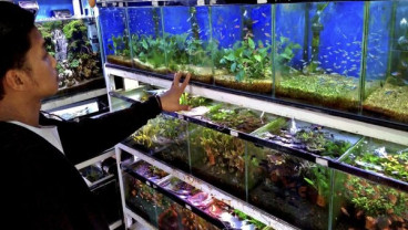 Permintaan Ikan Hias Asal Sulut Tinggi