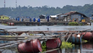 BUDIDAYA PERIKANAN : Pakan Ikan Stagnan, Pakan Udang Tumbuh