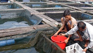 Kementerian Desa Salurkan Bantuan Budi Daya Ikan Kerapu