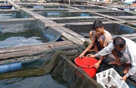 Kementerian Desa Salurkan Bantuan Budi Daya Ikan Kerapu