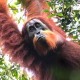 Polisi Periksa Puluhan Saksi Guna Ungkap Kematian Orangutan