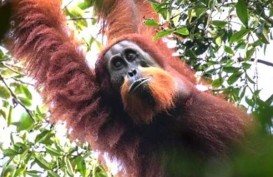 Polisi Periksa Puluhan Saksi Guna Ungkap Kematian Orangutan