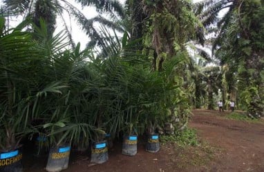 Tahun Ini 185.000 Ha Sawit akan Replanting