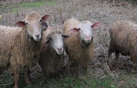 Banjarnegara Upayakan Peningkatan Populasi Domba Bantur