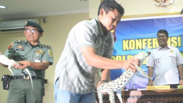 Lima Buaya Muara Diserahkan ke Polda DIY