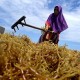 Asosiasi Catat Penyerapan Industri Rumput Laut Nasional Rendah