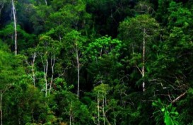 Sumbar Alokasikan 12.100 Hektare Lahan untuk Hutan Adat